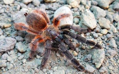 Psalmopoeus Victori Juvenille TARANTULA